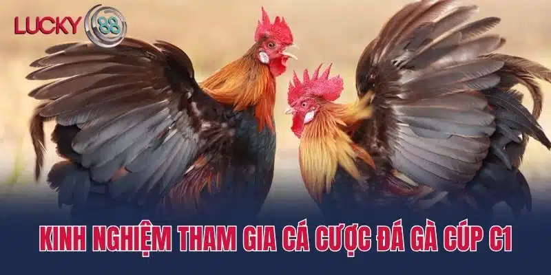 Kinh nghiệm tham gia cá cược đá gà cúp c1