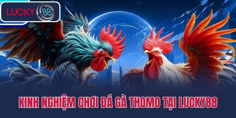 Kinh nghiệm chơi đá gà thomo tại Lucky88