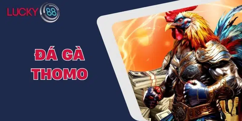 Đá Gà Thomo - Nơi Giao Thoa Giữa Truyền Thống Và Hiện Đại